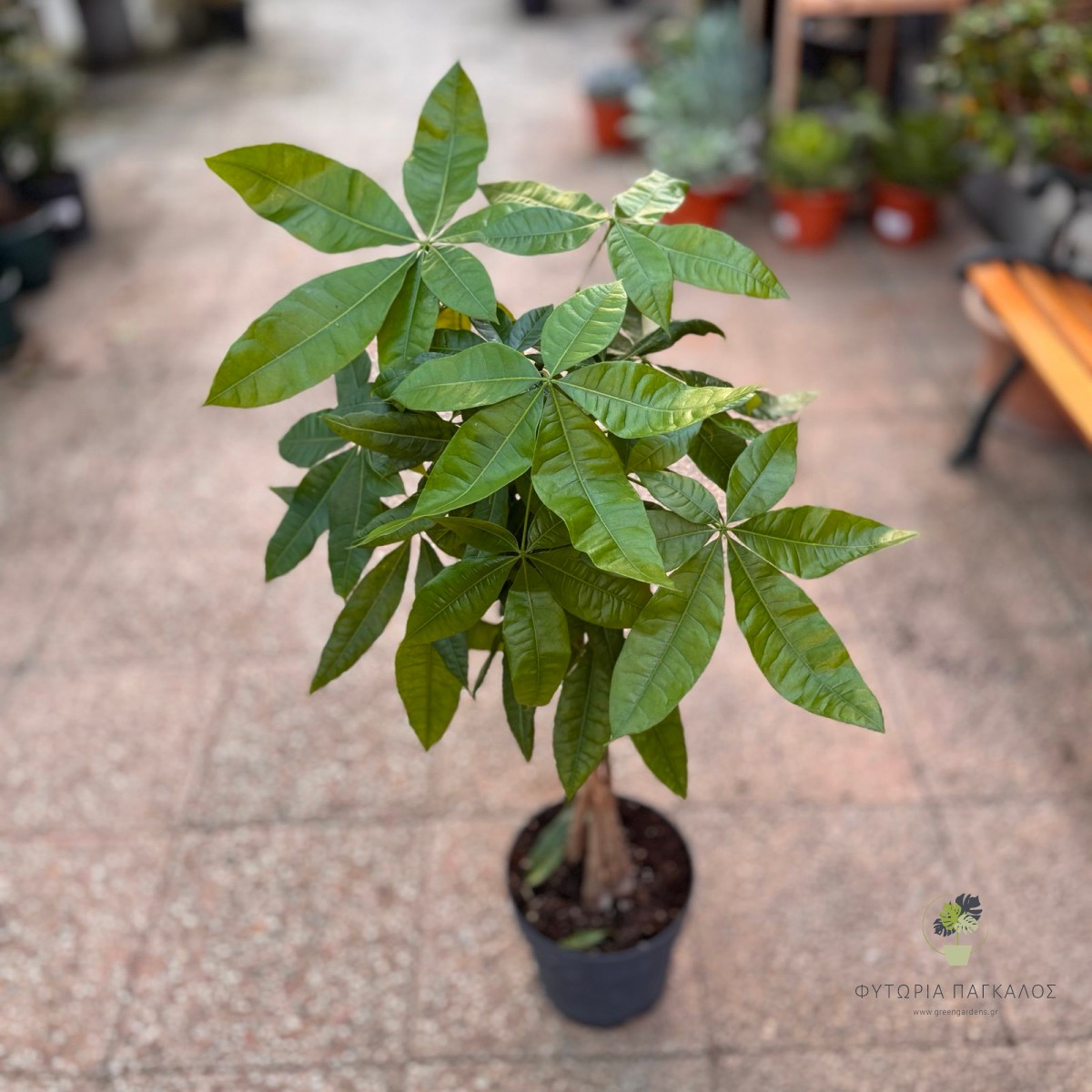 Παχίρα (Pachira Aquatica) - 20 cm